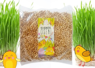 Velikonoční osení ječmen 200g DOPRODEJ